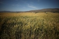 Farmers and traders seek lifting of wheat export ban amid rural distress