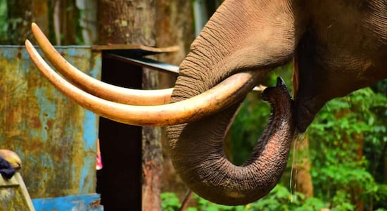 Munnar’s infamous tusker strikes again; breaks into his favourite shop and devours fruits worth Rs 40,000