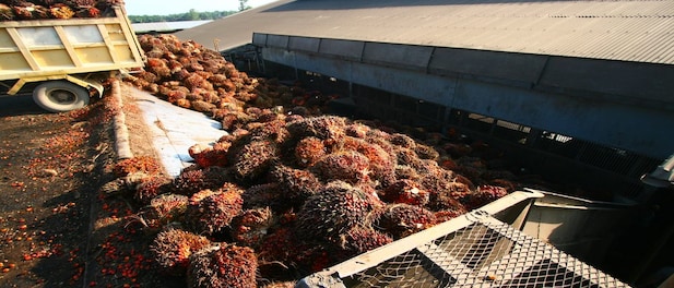 Palm oil prices expected to drop by more than 20 percent — here is how it will impact FMCG companies