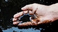 JPMorgan downgrades Hindustan Petroleum as brokerage turns cautious on oil marketing companies
