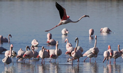 Pink Floyd, African flamingo that escaped the zoo 17 years ago, spotted living along Texas coast