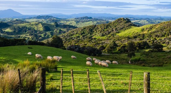 New Zealand to welcome back all tourists by July-end