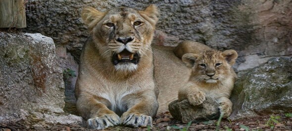 Now, you can adopt a lion at Delhi zoo for just Rs 6 lakh per year