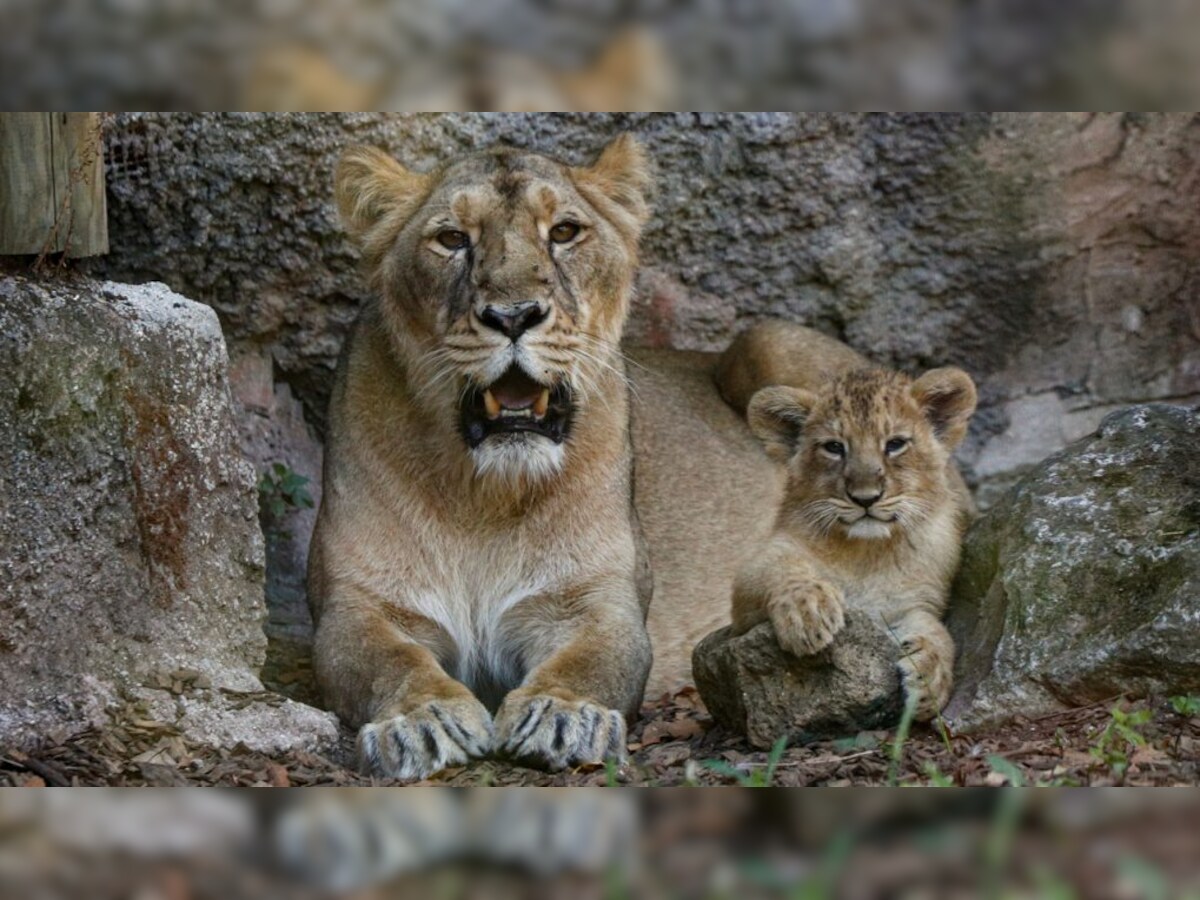 Now, You Can Adopt Animals At Delhi Zoo Now, You Can Adopt Animals At Delhi Zoo