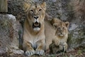 World Lion Day on August 10: All you need to know