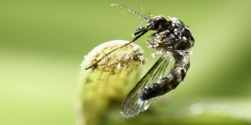 What is West Nile fever? Check causes, symptoms, treatment and more