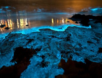 Bioluminescent Plants Are the Next Big Thing