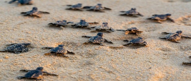 Baby Turtles 1019x573 ?impolicy=website&width=617&height=264