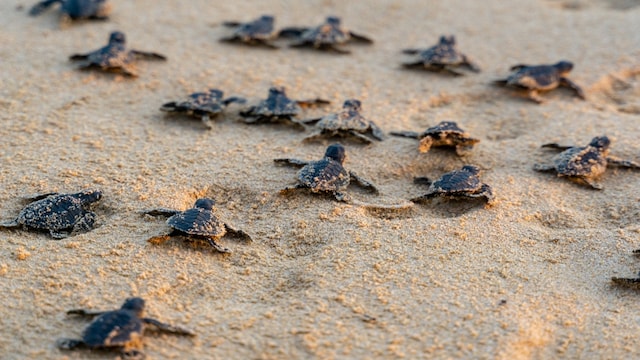 World Turtle Day 2023 — Know its history, significance and theme - CNBC ...