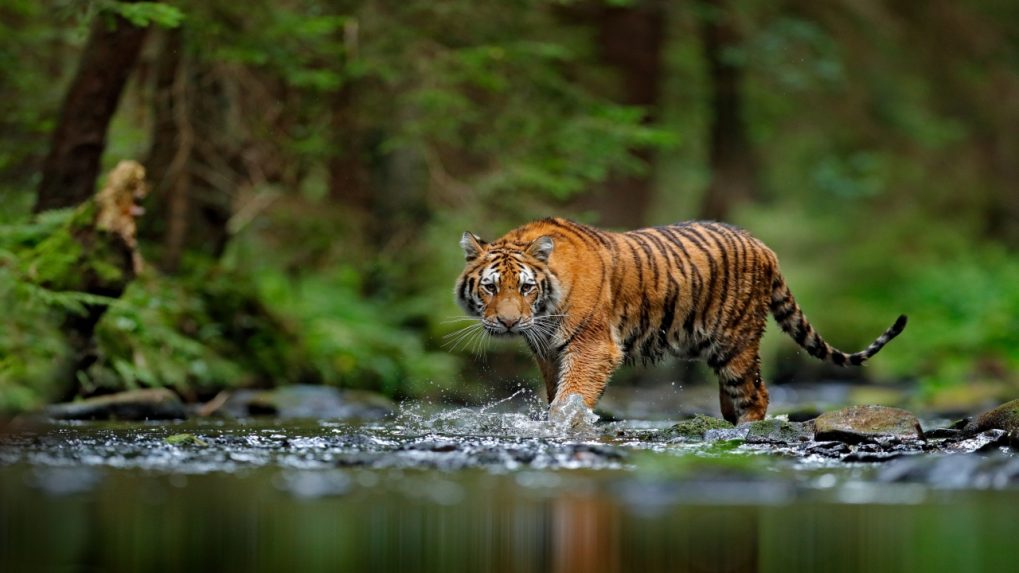 tiger in the forest