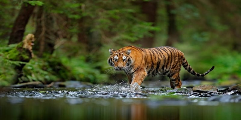 <strong>Discover The Secrets Of The Sundarban Tigers</strong> 8 Sundarban Tourism