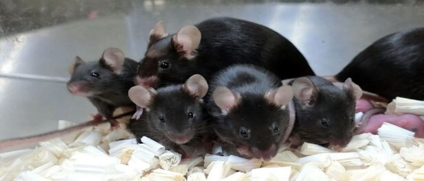 Japanese Researchers May Have Found A Way To Save Endangered Species From Extinction Japanese Researchers May Have Found A Way To Save Endangered Species From Extinction