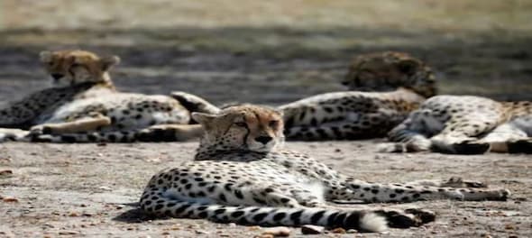 Plane ferrying 8 cheetahs to India from Namibia diverted to Gwalior airport