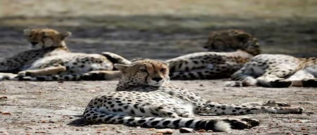 types of cheetahs