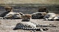 Why is India getting cheetahs from Namibia