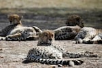 Ninth cheetah 'Dhatri' dies at Madhya Pradesh's Kuno National Park
