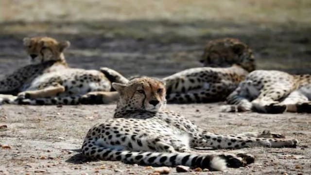 Eight Cheetahs Meet the eight cheetahs coming to India from Namibia - CNBC TV18