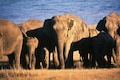 Japan’s ivory market is no longer threat to elephant populations