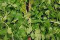 Coriander prices skyrocket but relief may come soon