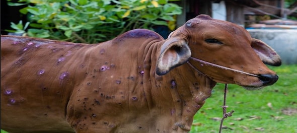 Meghalaya: Lumpy skin disease detected in cows, several villages declared 'infected'