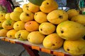 Mangoes in winter: Unseasonal Kesar variety makes waves in Porbandar market