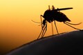 Over 30% dengue seroprevalence among Kerala's children, finds study