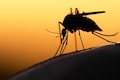 World Mosquito Day: Know the only country that is mosquito free