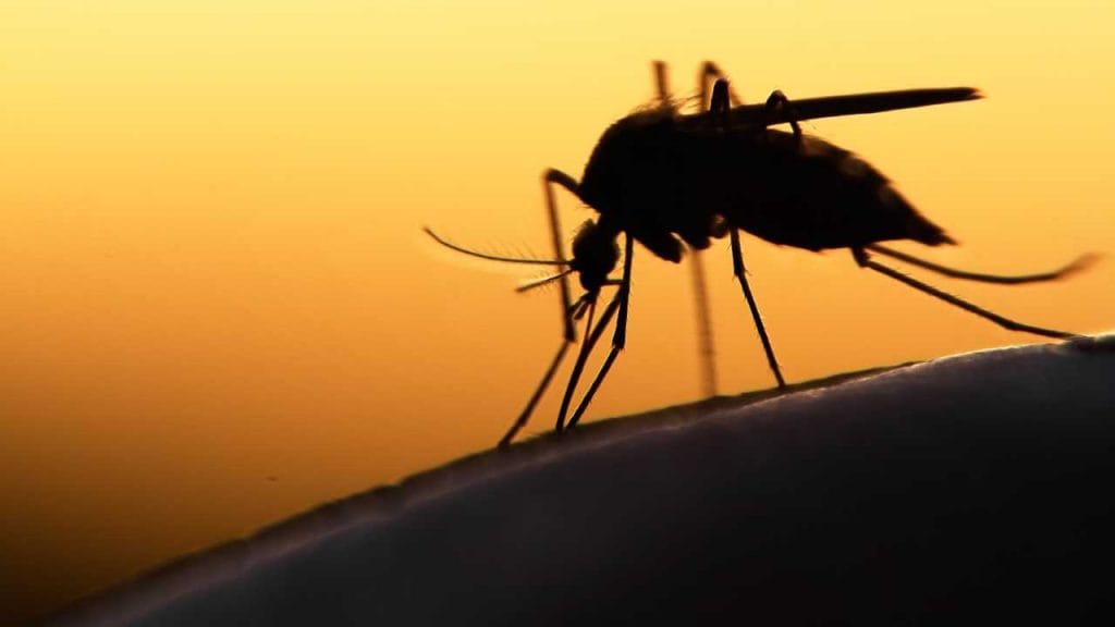 World Mosquito Day: Know the only country that is mosquito free - CNBC TV18