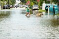 Hurricane Ian: Netizens post viral video of a shark swimming in flooded streets, but is it…?