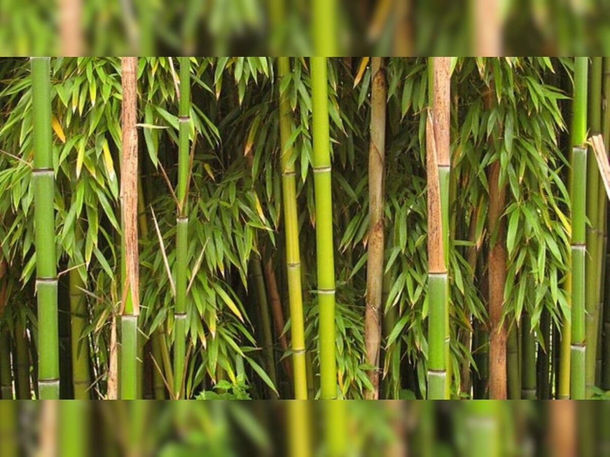 Tradie urges audience to bamboo the world a favour via The Incubator -  AdNews