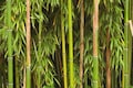 World Bamboo Day – Explore the history and many uses of bamboo