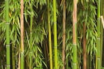 World Bamboo Day 2022: History, significance and theme