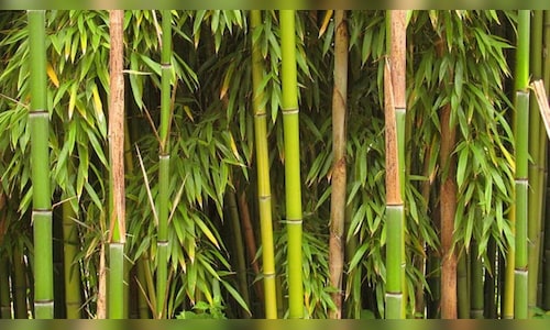 World Bamboo Day 2022: History, significance and theme - CNBC TV18