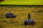 Unseasonal heavy rains hit paddy, sugarcane crops in north India