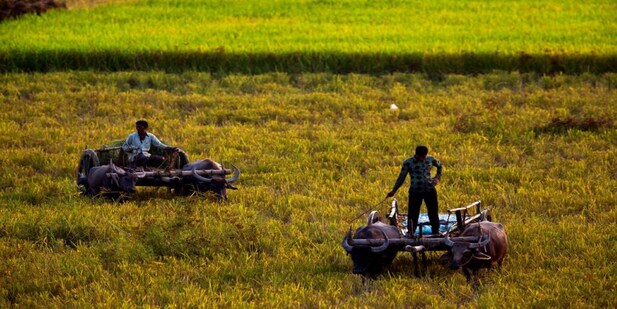 Unseasonal heavy rains hit paddy, sugarcane crops in north India Unseasonal heavy rains hit paddy, sugarcane crops in north India