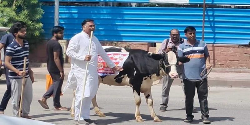 Cow in Rajasthan Assembly? BJP MLA pulls stunt to draw attention to rising lumpy skin disease cases
