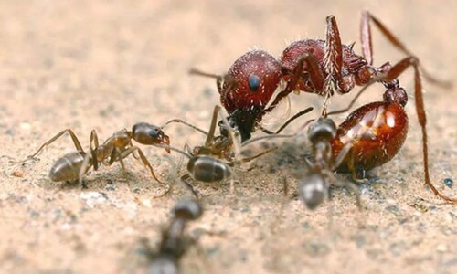 How Many Ants Are There On Earth? 20 Million Billion, Estimates A New Study