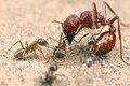 Odisha villagers flee after poisonous ant attacks, medical teams deployed