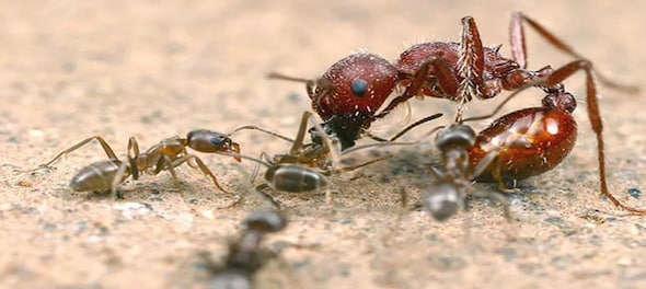 Know how ants crawl on walls with sticky, gravity defying grip