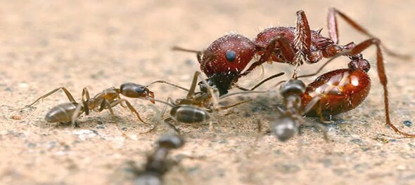 Know how ants crawl on walls with sticky, gravity defying grip - CNBC TV18