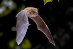 New COVID-like virus found in bats could infect humans, resist vaccines, says study