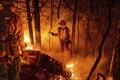 AI can help fight wildfires that cost $50 billion every year, says World Economic Forum
