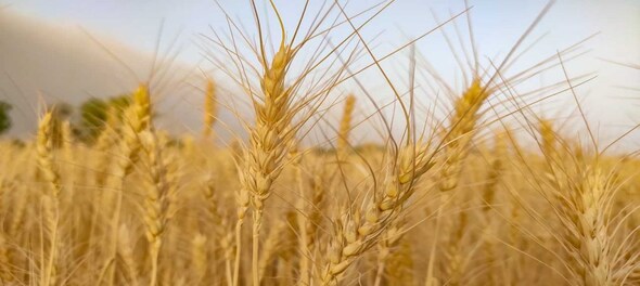 Wheat sowing up 15% so far, slight fall in pulses coverage