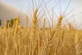 Government to sell wheat in open market to curb price rise: Report