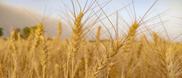 Russia reaped $1 billion of wheat in occupied Ukraine, NASA says