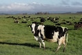 Tax on burps and farts? New Zealand wants farmers to pay for their cows’ flatulence