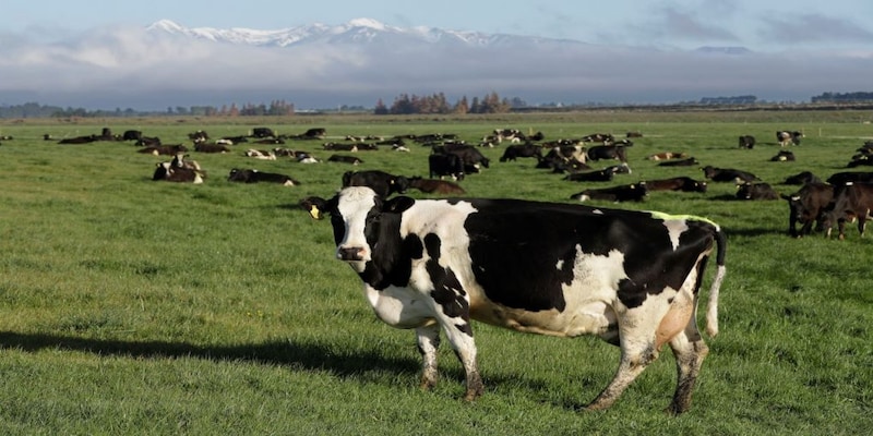 Tax on burps and farts? New Zealand wants farmers to pay for their cows’ flatulence