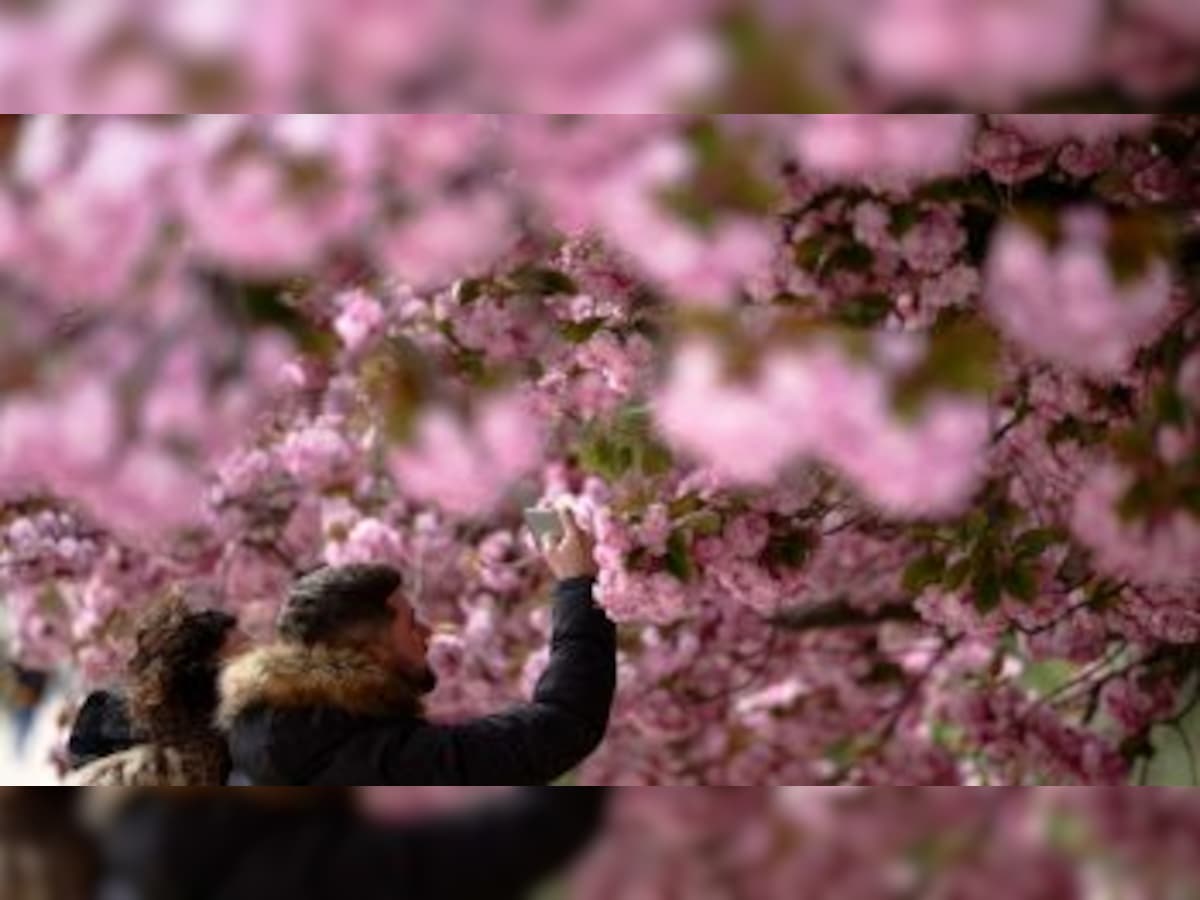 Wizards to Celebrate Cherry Blossom Season