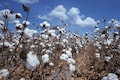 Unseasonal October rains threaten cotton standing crops