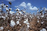 El Niño Effect on Cotton Crop: Production likely to touch 15- year low, says CAI